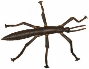 Stick insect deals toy