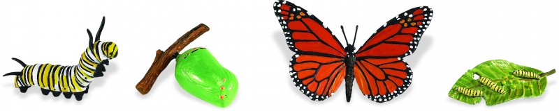 safari ltd life cycle of a monarch butterfly