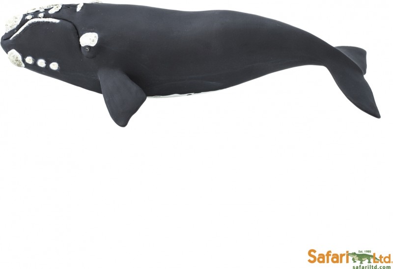 safari ltd right whale