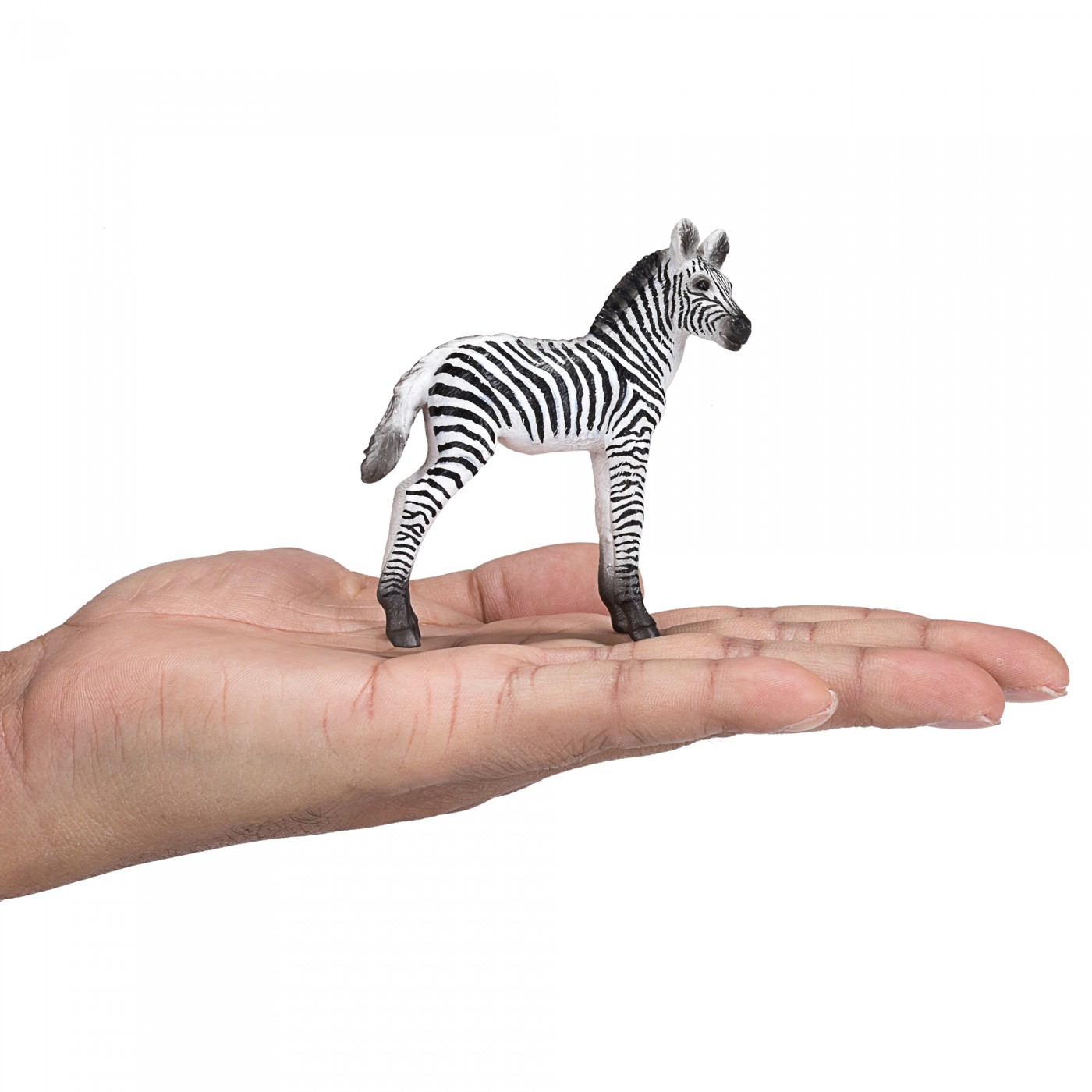 Animal Planet zebra foal 387394