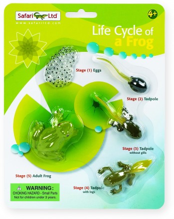 Safari ltd life cycle of hot sale a frog